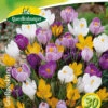 Großblumige Krokusse Prachtmischung (20 Stück) | Krokuszwiebeln Von Quedlinburger -Compo Verkäufe 549507 Grossblumige Krokusse Prachtmischung 30 Stueck 308391 qb 0