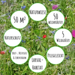 Bienenweide Mit Wildgräsern (Naturwiese) | Bienenwiese Von Biobalu 10 Bienenweide Mit Wildgräsern (Naturwiese) | Bienenwiese Von Biobalu -Compo Verkäufe 550629 Bienenweide mit Wildgraesern Naturwiese BB1016 3