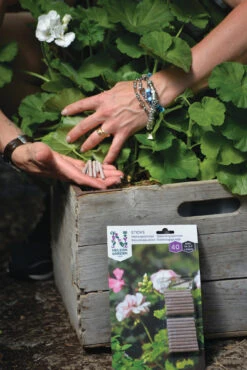 Compo Verkäufe 6 Dünger-Stäbchen (40 Stück) | Dünger Von Nelson Garden