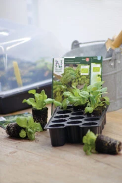 Quelltabletten (14 Stück) | Quelltabletten Von Nelson Garden 6 Quelltabletten (14 Stück) | Quelltabletten Von Nelson Garden -Compo Verkäufe 552137 Quelltabletten 14 Stueck 5739 ng 1