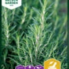 Rosmarin | Rosmarinsamen Von Nelson Garden -Compo Verkäufe 552207 Rosmarin 91071 ng 0