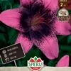 Lilie Purple Dream (2 Stück) | Lilienzwiebeln Von Sperli -Compo Verkäufe 554099 Lilie Purple Dream 2 Stueck 467741 0