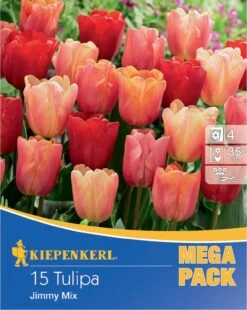 Mega-Pack Triumph-Tulpen Jimmy Mix (15 Stück) | Tulpenzwiebeln Von Kiepenkerl -Compo Verkäufe 554113 Mega Pack Triumph Tulpen Jimmy Mix 15 Stueck 507104 0