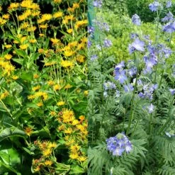 Stauden Bienenweide | BIO Bienenwiese Von Biobalu 15 Stauden Bienenweide | BIO Bienenwiese Von Biobalu -Compo Verkäufe 554548 BIO Stauden Bienenweide BB1023 2