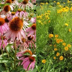 Stauden Bienenweide | BIO Bienenwiese Von Biobalu 14 Stauden Bienenweide | BIO Bienenwiese Von Biobalu -Compo Verkäufe 554548 BIO Stauden Bienenweide BB1023 3