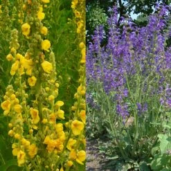 Stauden Bienenweide | BIO Bienenwiese Von Biobalu 12 Stauden Bienenweide | BIO Bienenwiese Von Biobalu -Compo Verkäufe 554548 BIO Stauden Bienenweide BB1023 6