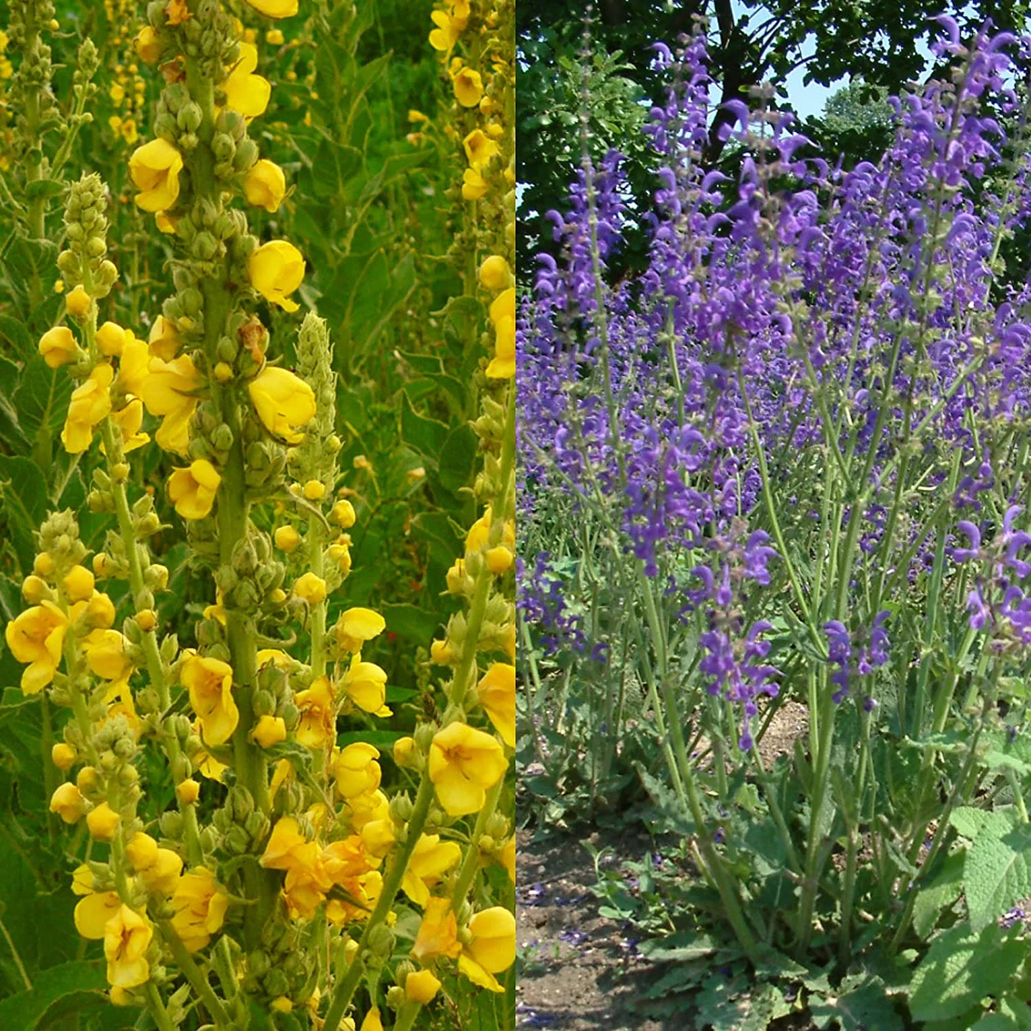 Stauden Bienenweide | BIO Bienenwiese Von Biobalu 6 Stauden Bienenweide | BIO Bienenwiese Von Biobalu – Bild 4