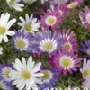 Anemone Mix (50 Stück) | Anemonenknollen Von Sam Van Schooten -Compo Verkäufe 555164 Anemone Mix 50 Stueck 10035 bl 0