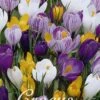 Krokus Mix (30 Stück) | Krokuszwiebeln Von Sam Van Schooten -Compo Verkäufe 555168 Krokus Mix 30 Stueck 10050 bl 0