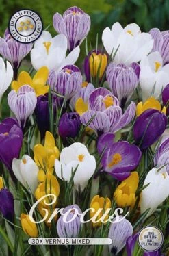 Krokus Mix (30 Stück) | Krokuszwiebeln Von Sam Van Schooten