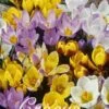 Krokus Botanical Mix (50 Stück) | Krokuszwiebeln Von Sam Van Schooten -Compo Verkäufe 555173 Krokus Botanical Mix 50 Stueck 10065 bl 0