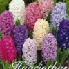 Hyazinthe Orientalis Mix (12 Stück) | Hyazinthenzwiebeln Von Sam Van Schooten -Compo Verkäufe 555188 Hyazinthe Orientalis Mix 12 Stueck 10120 bl 0