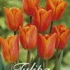 Tulpe Orange Van Eijk (20 Stück) | Tulpenzwiebeln Von Sam Van Schooten -Compo Verkäufe 555223 Tulpe Orange van Eijk 20 Stueck 10230 bl 0