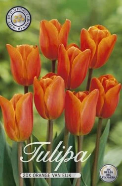 Tulpe Orange Van Eijk (20 Stück) | Tulpenzwiebeln Von Sam Van Schooten
