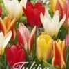 Tulpe Botanical Mix (20 Stück) | Tulpenzwiebeln Von Sam Van Schooten -Compo Verkäufe 555226 Tulpe Botanical Mix 20 Stueck 10245 bl 0