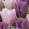 Tulpe Promise (15 Stück) | Tulpenzwiebeln Von Sam Van Schooten -Compo Verkäufe 555228 Tulpe Promise 15 Stueck 10249 bl 0