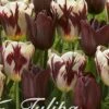Tulpe Graaf Floris (20 Stück) | Tulpenzwiebeln Von Sam Van Schooten -Compo Verkäufe 555236 Tulpe Graaf Floris 20 Stueck 10267 bl 0