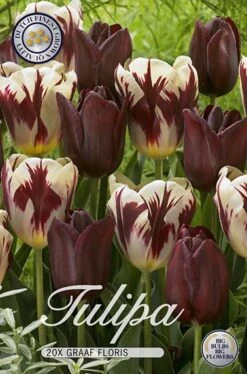 Tulpe Graaf Floris (20 Stück) | Tulpenzwiebeln Von Sam Van Schooten