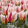 Tulpe Mary Ann (15 Stück) | Tulpenzwiebeln Von Sam Van Schooten -Compo Verkäufe 555240 Tulpe Mary Ann 15 Stueck 10279 bl 0