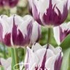 Tulpe Flaming Flag (20 Stück) | Tulpenzwiebeln Von Sam Van Schooten -Compo Verkäufe 555251 Tulpe Flaming Flag 20 Stueck 10307 bl 0