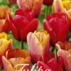 Tulpe Orange King (20 Stück) | Tulpenzwiebeln Von Sam Van Schooten 1 Tulpe Orange King (20 Stück) | Tulpenzwiebeln Von Sam Van Schooten -Compo Verkäufe 555253 Tulpe Orange King 20 Stueck 10312 bl 0