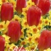 Tulpe/Narzisse Willem Tell (20 Stück) | Blumenzwiebelmischungen Von Sam Van Schooten -Compo Verkäufe 555270 Tulpe Narzisse Willem Tell 20 Stueck 10363 bl 0