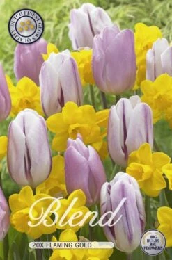 Tulpe/Narzisse Flaming Gold (20 Stück) | Blumenzwiebelmischungen Von Sam Van Schooten