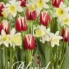 Tulpe/Narzisse Fairy Tale (20 Stück) | Blumenzwiebelmischungen Von Sam Van Schooten -Compo Verkäufe 555274 Tulpe Narzisse Fairy Tale 20 Stueck 10370 bl 0