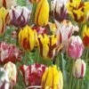 Tulpe Rembrandt Mix (10 Stück) | Tulpenzwiebeln Von Sam Van Schooten -Compo Verkäufe 555520 Tulpe Rembrandt Mix 10 Stueck 81140 bl 0