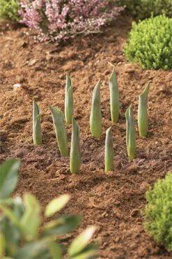 Blumenzwiebel Korb | Gartenzubehör Von Garland -Compo Verkäufe 558874 23 cm Blumenzwiebel Korb Klein 3 Stueck W0470 gl 2