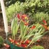 Blumenzwiebel Korb | Gartenzubehör Von Garland -Compo Verkäufe 558874 23 cm Blumenzwiebel Korb Klein 3 Stueck W0470 gl 4