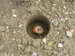 28 X 26 X 7,5 Cm Kurzstieliger Blumenzwiebel Pflanzer | Gartenzubehör Von Garland -Compo Verkäufe 558875 28 x 26 x 7 5 cm Kurzstieliger Blumenzwiebel Pflanzer W0474 gl 4