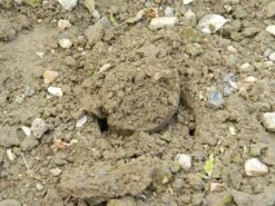 28 X 26 X 7,5 Cm Kurzstieliger Blumenzwiebel Pflanzer | Gartenzubehör Von Garland -Compo Verkäufe 558875 28 x 26 x 7 5 cm Kurzstieliger Blumenzwiebel Pflanzer W0474 gl 8