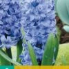 Hyazinthe Aqua (5 Stück) | Hyazinthenzwiebeln Von Jub Holland -Compo Verkäufe 559604 Hyazinthe Aqua 5 Stueck 300260 jb 0
