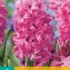 Hyazinthe Pink Pearl (5 Stück) | Hyazinthenzwiebeln Von Jub Holland -Compo Verkäufe 559610 Hyazinthe Pink Pearl 5 Stueck 300620 jb 0