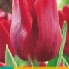 Tulpe Ruby Prince (7 Stück) | Tulpenzwiebeln Von Jub Holland -Compo Verkäufe 559621 Tulpe Ruby Prince 10 Stueck 301290 jb 0