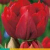 Tulpe Abba (7 Stück) | Tulpenzwiebeln Von Jub Holland -Compo Verkäufe 559622 Tulpe Abba 10 Stueck 301400 jb 0