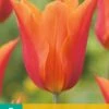 Tulpe Ballerina (7 Stück) | Tulpenzwiebeln Von Jub Holland -Compo Verkäufe 559668 Tulpe Ballerina 10 Stueck 302700 jb 0
