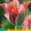 Tulpe Esperanto (7 Stück) | Tulpenzwiebeln Von Jub Holland -Compo Verkäufe 559686 Tulpe Esperanto 10 Stueck 303380 jb 0