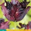 Tulpe Black Parrot (7 Stück) | Tulpenzwiebeln Von Jub Holland 1 Tulpe Black Parrot (7 Stück) | Tulpenzwiebeln Von Jub Holland -Compo Verkäufe 559694 Tulpe Black Parrot 10 Stueck 303530 jb 0
