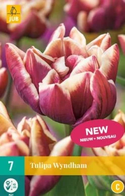 Tulpe Wyndham (7 Stück) | Tulpenzwiebeln Von Jub Holland