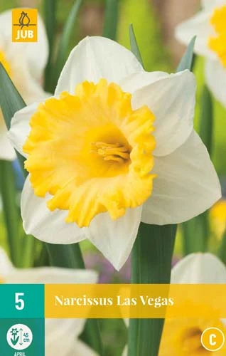 Narzisse Las Vegas (5 Stück) | Narzissenzwiebeln Von Jub Holland 3 Narzisse Las Vegas (5 Stück) | Narzissenzwiebeln Von Jub Holland