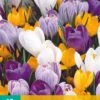 Krokus Grootbloemig Mix (10 Stück) | Krokuszwiebeln Von Jub Holland -Compo Verkäufe 559800 Krokus grootbloemig Mix 10 Stueck 307510 jb 0