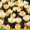 Krokus Cream Beauty (15 Stück) | Krokuszwiebeln Von Jub Holland -Compo Verkäufe 559804 Krokus Cream Beauty 15 Stueck 307660 jb 0
