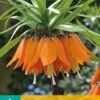 Fritillaria Imp. Aurora (1 Stück) | Kaiserkronenzwiebeln Von Jub Holland -Compo Verkäufe 559850 Frittilaria imp Aurora 1 Stueck 309700 jb 0