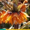 Fritillaria Imp. Sunset (1 Stück) | Kaiserkronenzwiebeln Von Jub Holland -Compo Verkäufe 559853 Frittilaria imp Sunset 1 Stueck 309740 jb 0