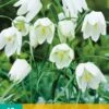 Fritillaria Meleagris Alba (10 Stück) | Kaiserkronenzwiebeln Von Jub Holland -Compo Verkäufe 559857 Frittilaria meleagris Alba 10 Stueck 309850 jb 0