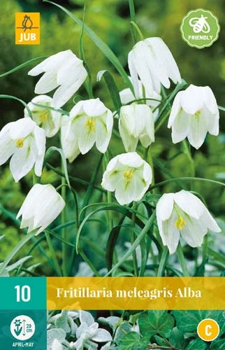 Fritillaria Meleagris Alba (10 Stück) | Kaiserkronenzwiebeln Von Jub Holland 3 Fritillaria Meleagris Alba (10 Stück) | Kaiserkronenzwiebeln Von Jub Holland