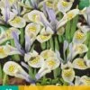 Iris Katharine Hodgkin (10 Stück) | Schwertlilienknollen Von Jub Holland