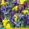 Iris Dwarf Mix (15 Stück) | Schwertlilienknollen Von Jub Holland -Compo Verkäufe 559866 Iris Dwarf Mix 15 Stueck 310400 jb 0